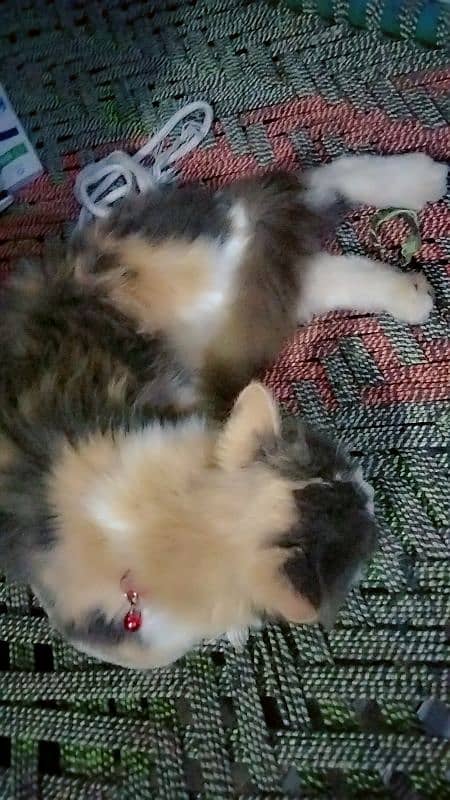 main coon percian female cat 6