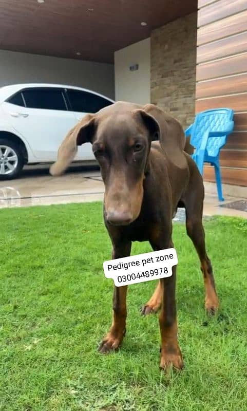 Imported Doberman puppies available for booking 2