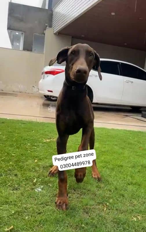 Imported Doberman puppies available for booking 8