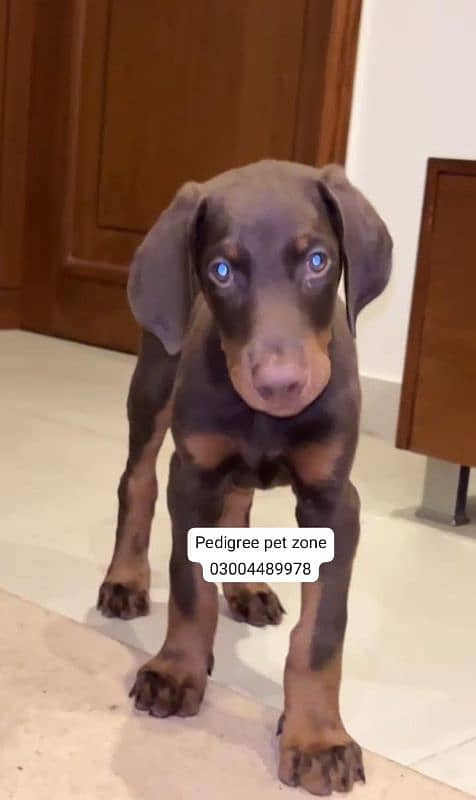 Imported Doberman puppies available for booking 10