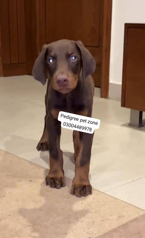 Imported Doberman puppies available for booking 13