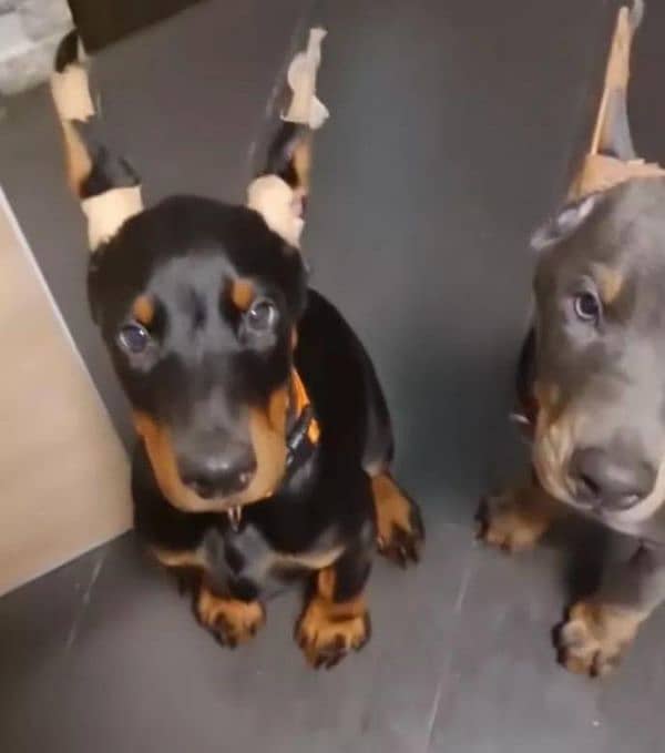 Imported Doberman puppies available for booking 14