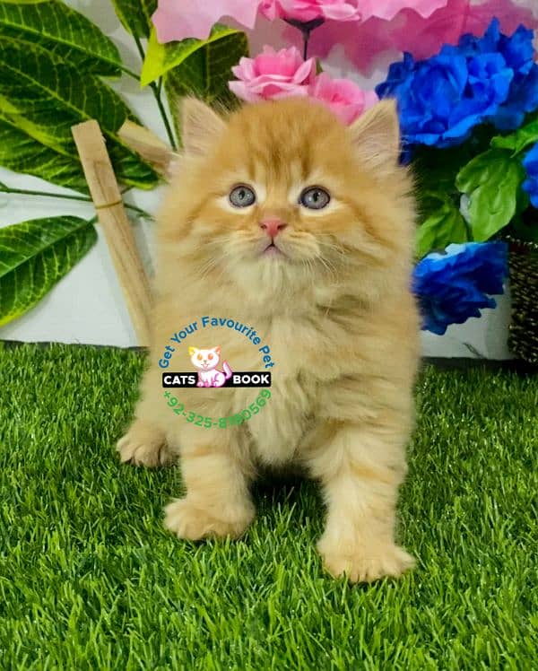 Persian Kittens |white/Grey/Ginger/fawn/tabby|Triple Coated|Punch face 6