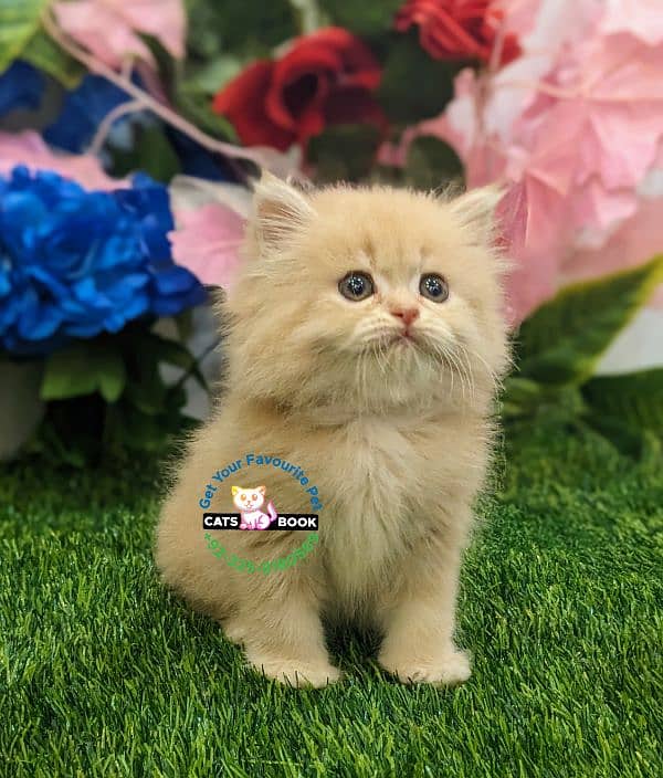 Persian Kittens |white/Grey/Ginger/fawn/tabby|Triple Coated|Punch face 8