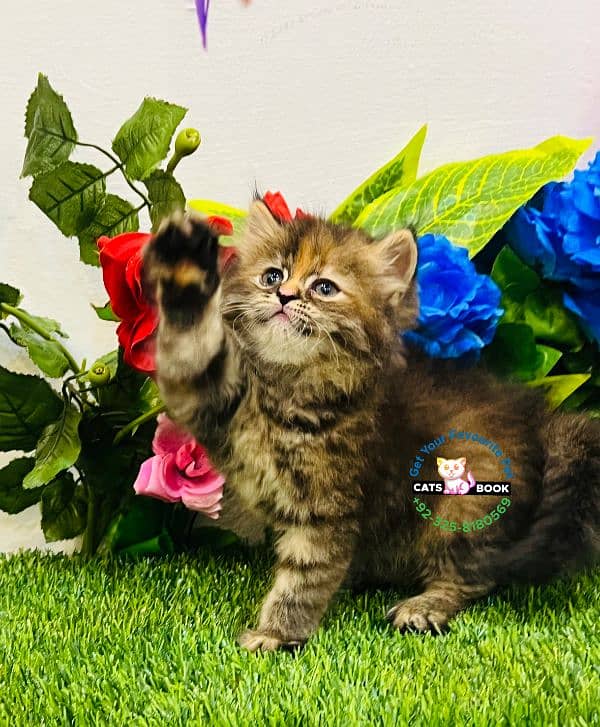 Persian Kittens |white/Grey/Ginger/fawn/tabby|Triple Coated|Punch face 9