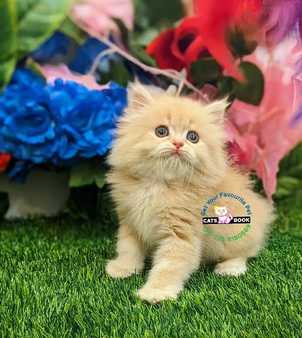 Persian Kittens |white/Grey/Ginger/fawn/tabby|Triple Coated|Punch face 12