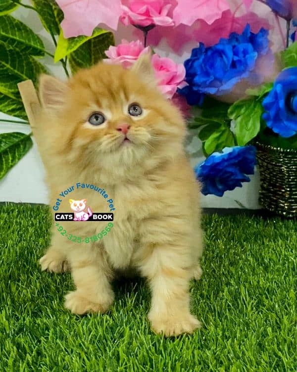 Persian Kittens |white/Grey/Ginger/fawn/tabby|Triple Coated|Punch face 14