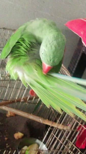 Kashmiri raw parrots sale full frindely hand me 1