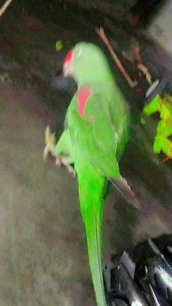 Kashmiri raw parrots sale full frindely hand me 2