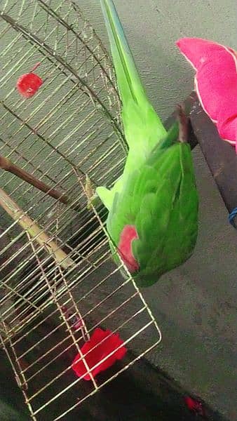 Kashmiri raw parrots sale full frindely hand me 3