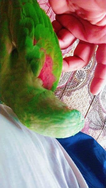 Kashmiri raw parrots sale full frindely hand me 5