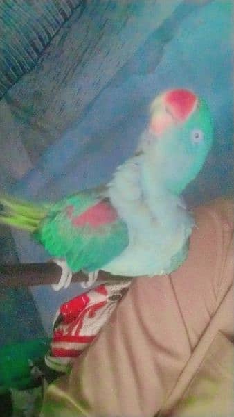 Kashmiri raw parrots sale full frindely hand me 6