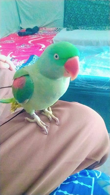 Kashmiri raw parrots sale full frindely hand me 7