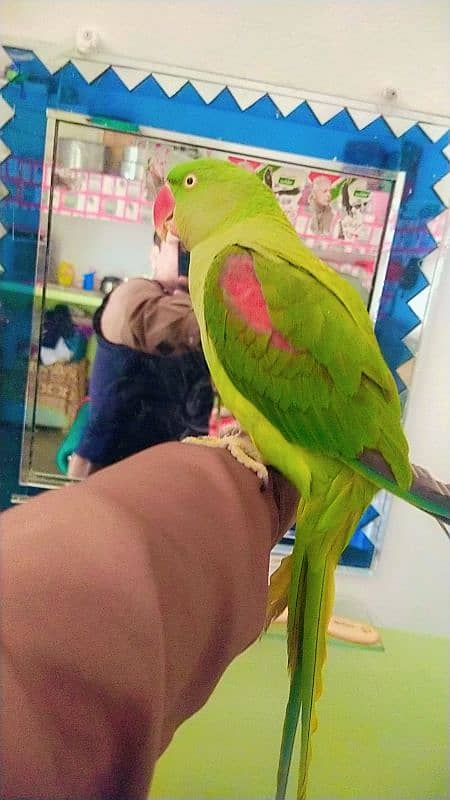 Kashmiri raw parrots sale full frindely hand me 8