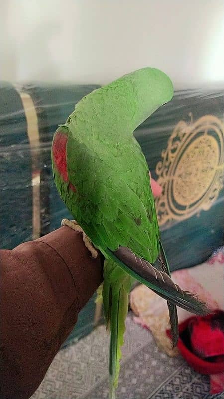 Kashmiri raw parrots sale full frindely hand me 9