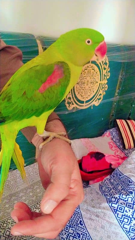 Kashmiri raw parrots sale full frindely hand me 10