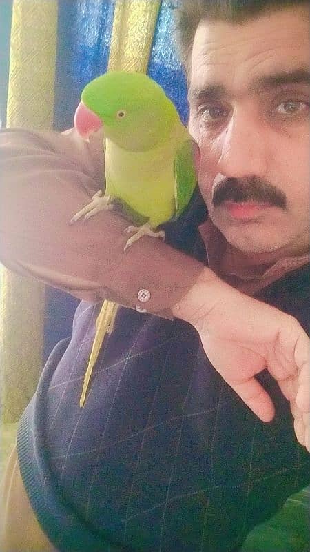 Kashmiri raw parrots sale full frindely hand me 11