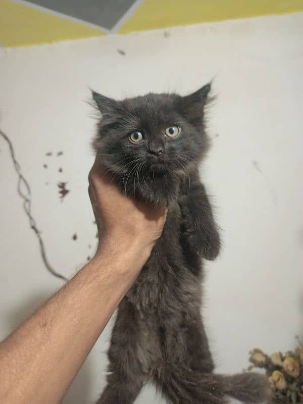 Pershion Male kitten for sale 0