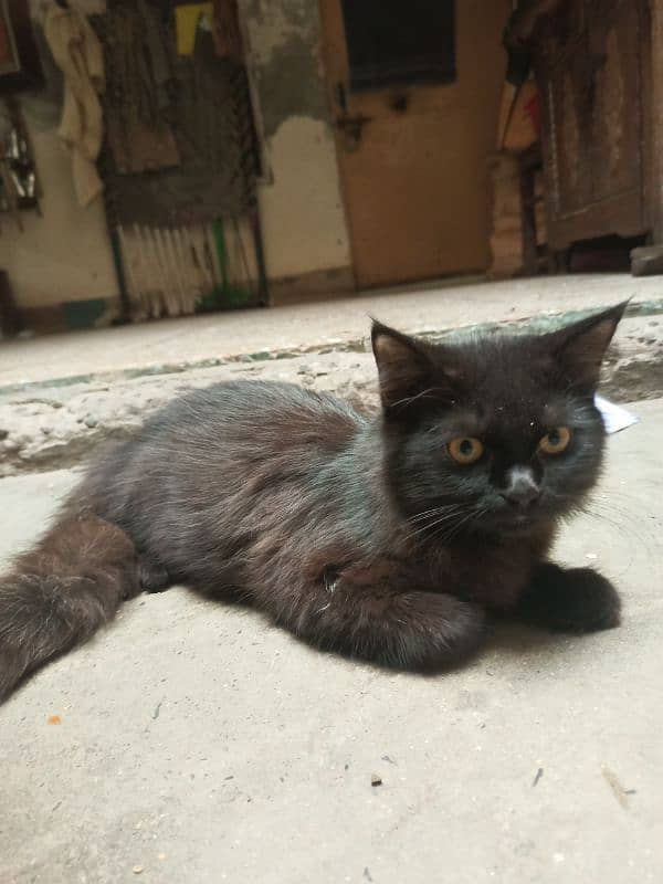 Pershion Male kitten for sale 2