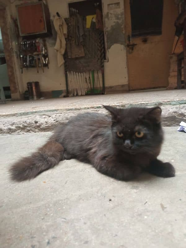 Pershion Male kitten for sale 4