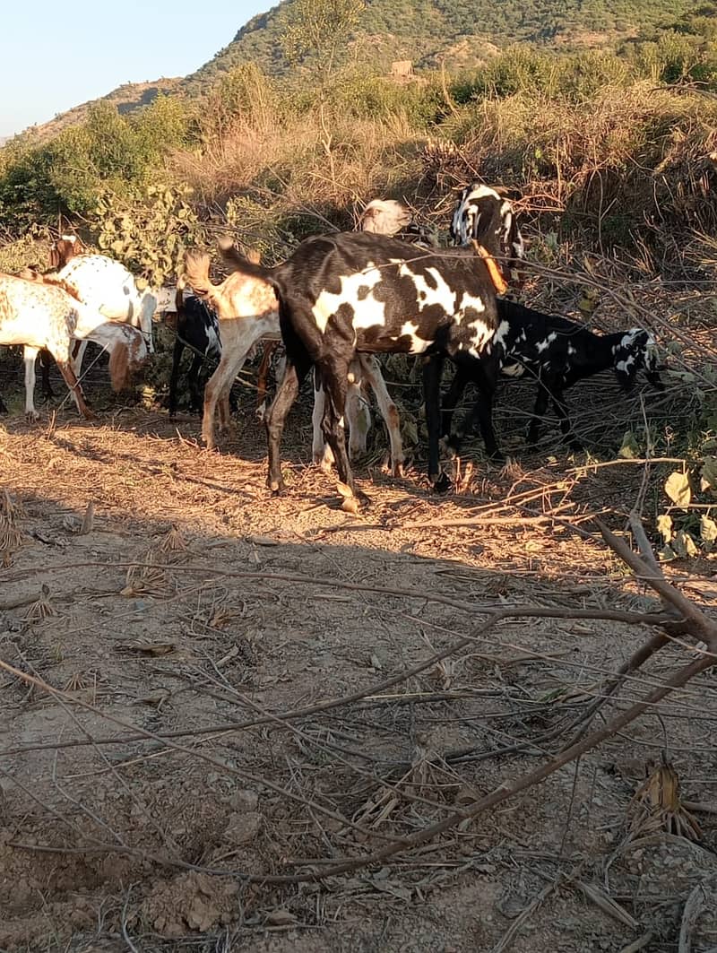 Baital bakry /makhi cheeni Goats / goats for sale / bakri / bakra 9