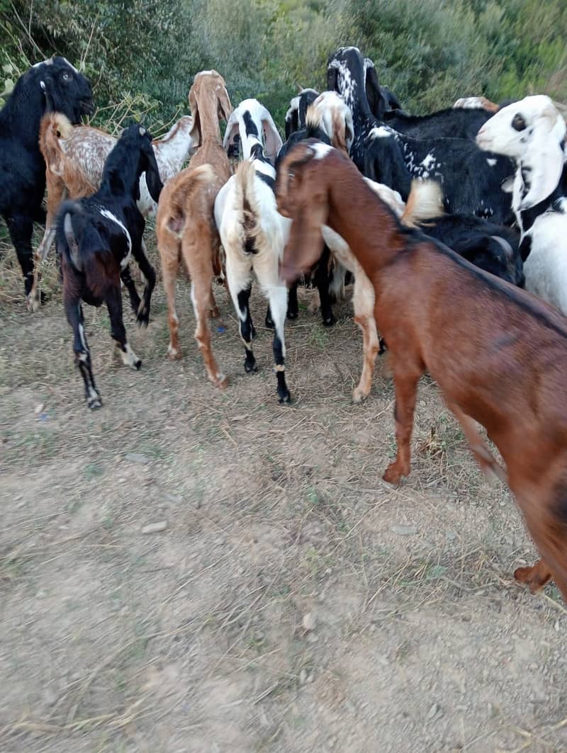 Baital bakry /makhi cheeni Goats / goats for sale / bakri / bakra 11