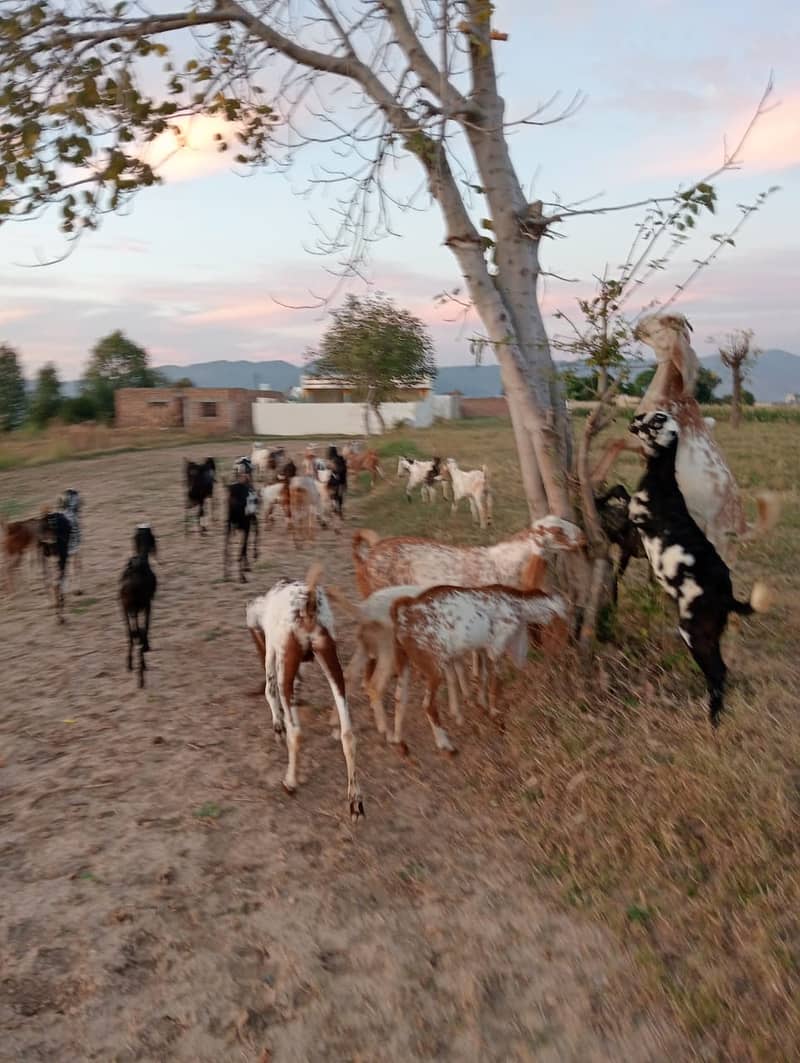 Baital bakry /makhi cheeni Goats / goats for sale / bakri / bakra 14