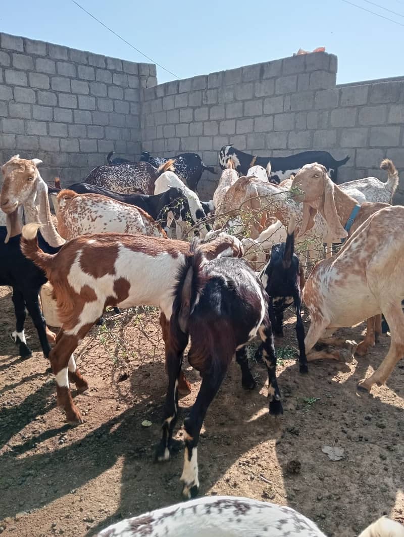 Baital bakry /makhi cheeni Goats / goats for sale / bakri / bakra 15