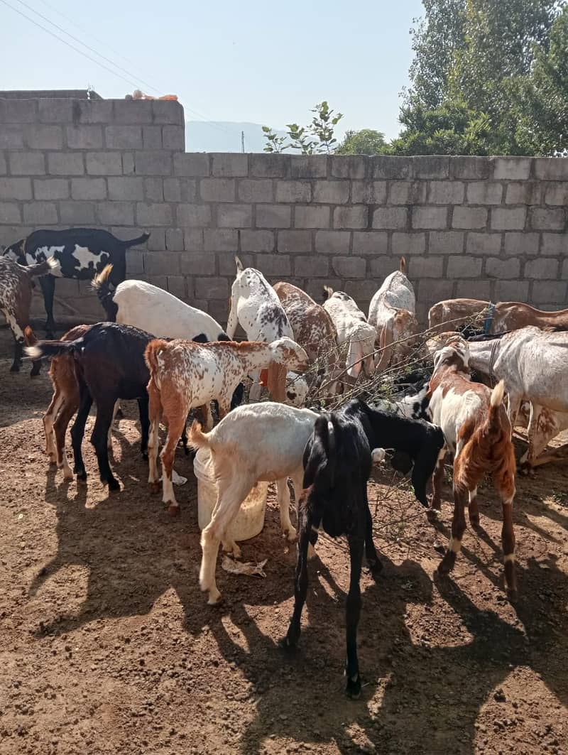 Baital bakry /makhi cheeni Goats / goats for sale / bakri / bakra 16