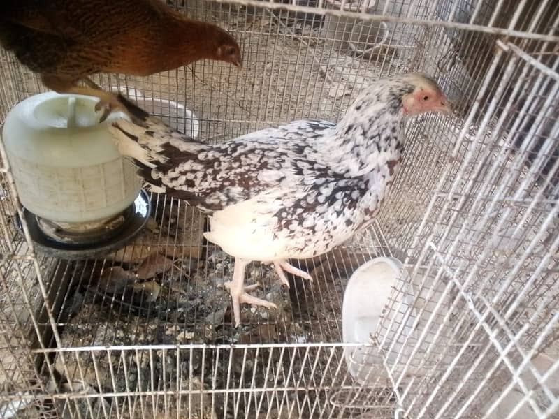 Hen available for sale 0