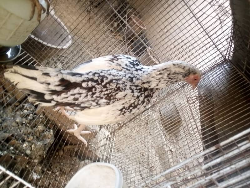 Hen available for sale 4