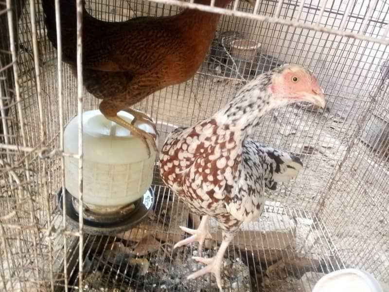 Hen available for sale 5