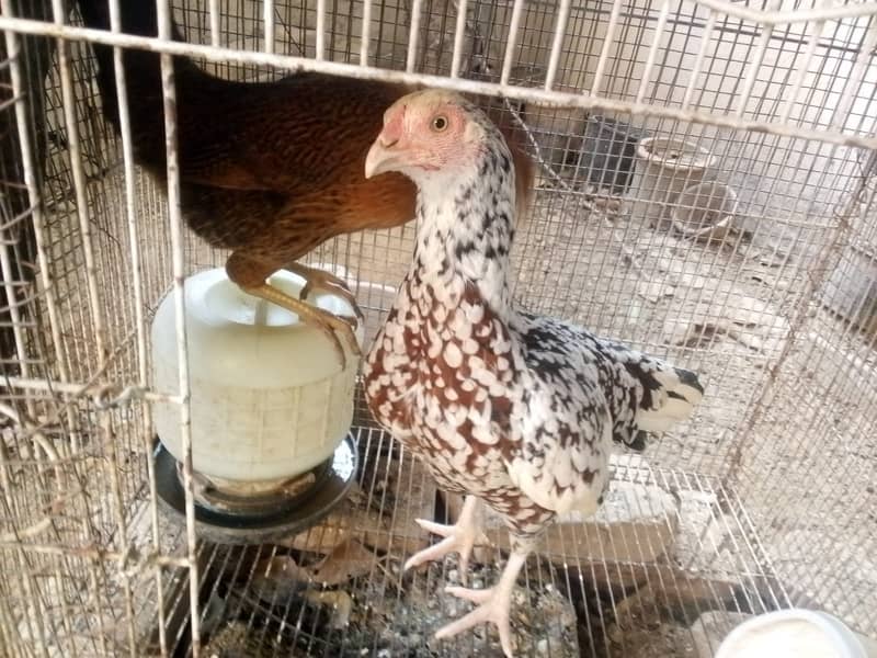 Hen available for sale 3