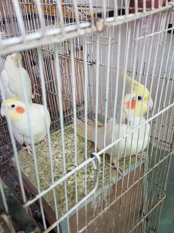 Breeding Cocktail birds pair 0