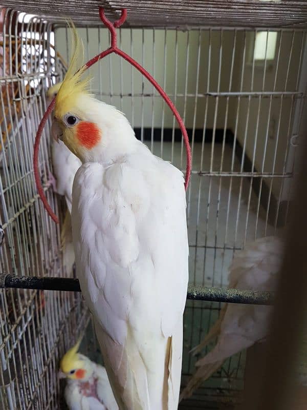 Breeding Cocktail birds pair 1