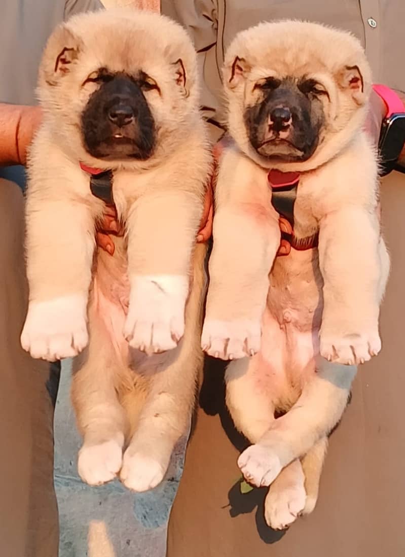 Kurdish Kangal security Dog 2 month pair for sale heavy bone 0