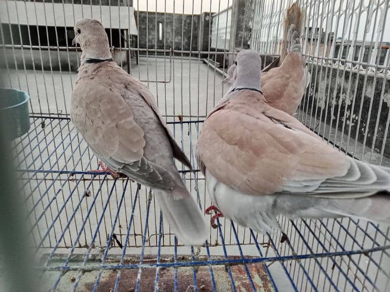 Khumray/Dove Male Birds 0