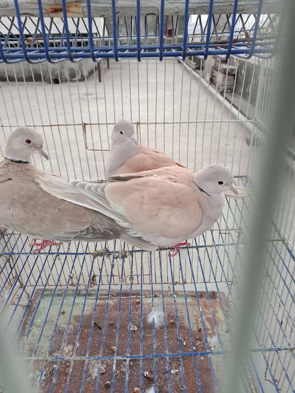 Khumray/Dove Male Birds 1