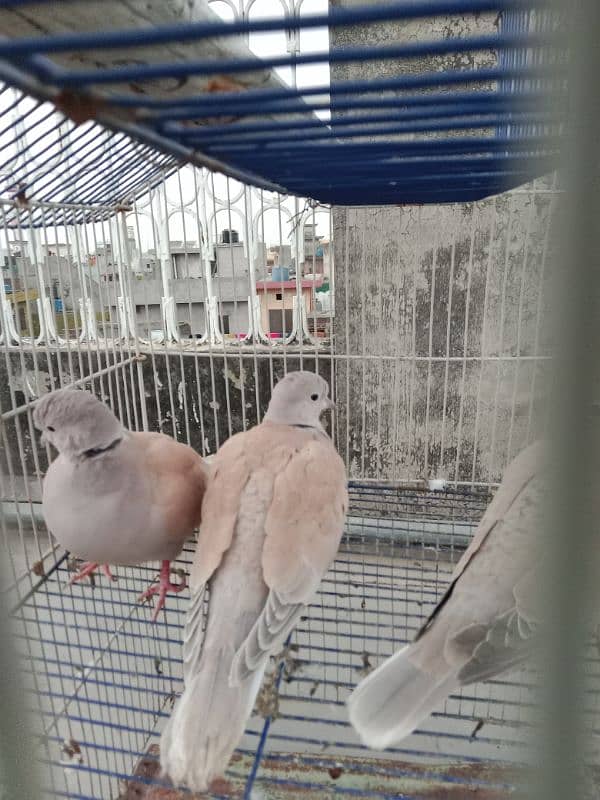 Khumray/Dove Male Birds 2