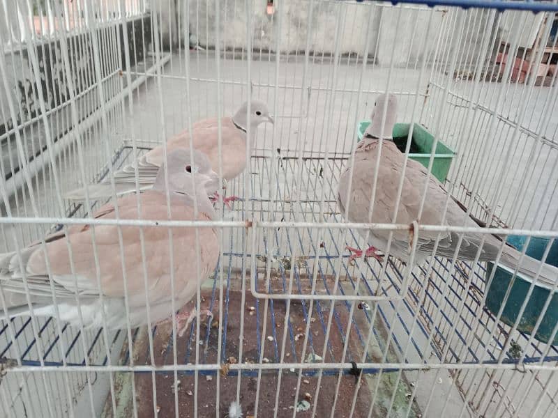 Khumray/Dove Male Birds 3