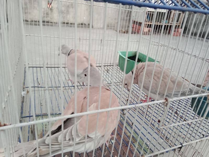 Khumray/Dove Male Birds 4