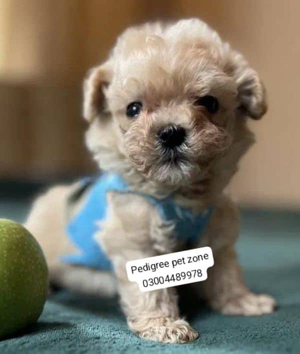 Imported maltipoo puppies available for booking 0