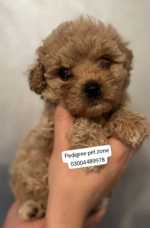 Imported maltipoo puppies available for booking 2