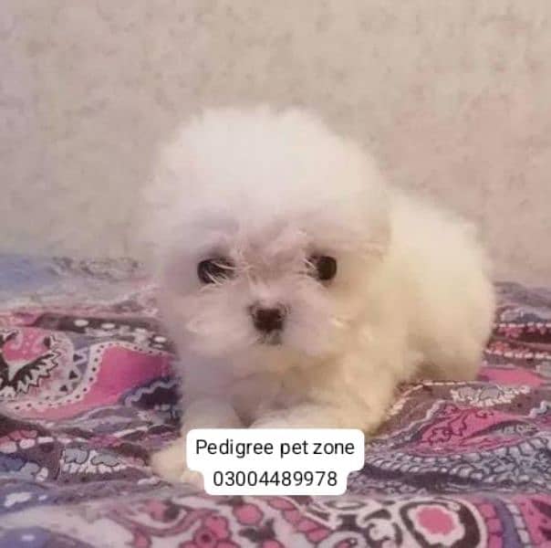 Imported maltipoo puppies available for booking 3