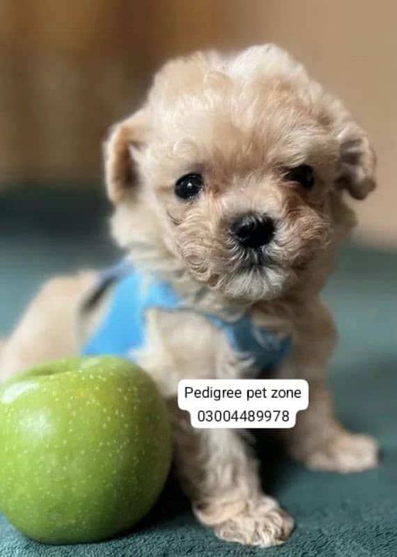 Imported maltipoo puppies available for booking 5