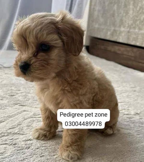 Imported maltipoo puppies available for booking 6