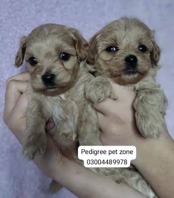 Imported maltipoo puppies available for booking 7