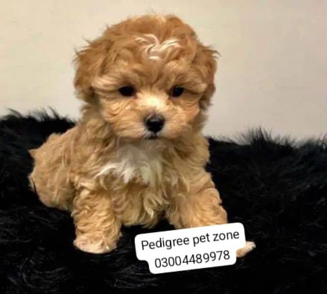 Imported maltipoo puppies available for booking 8