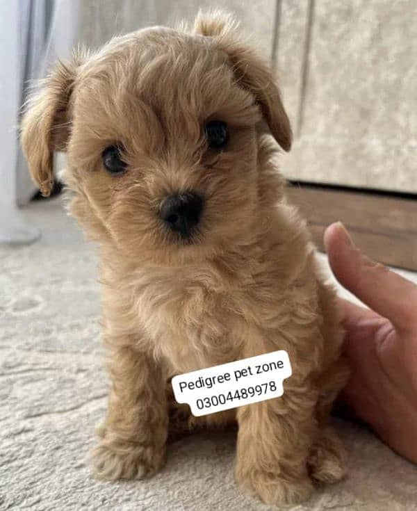 Imported maltipoo puppies available for booking 9