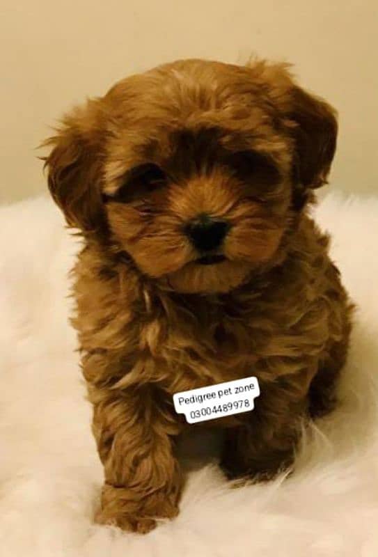 Imported maltipoo puppies available for booking 10